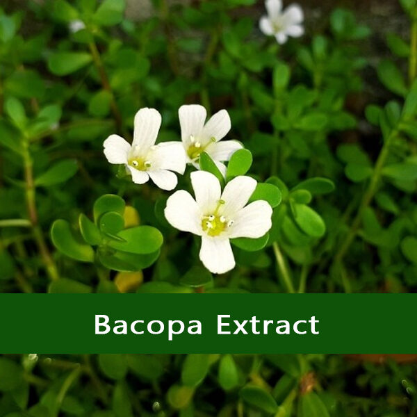Bacopa extract - Vriksha Life Sciences Bacopa-extract