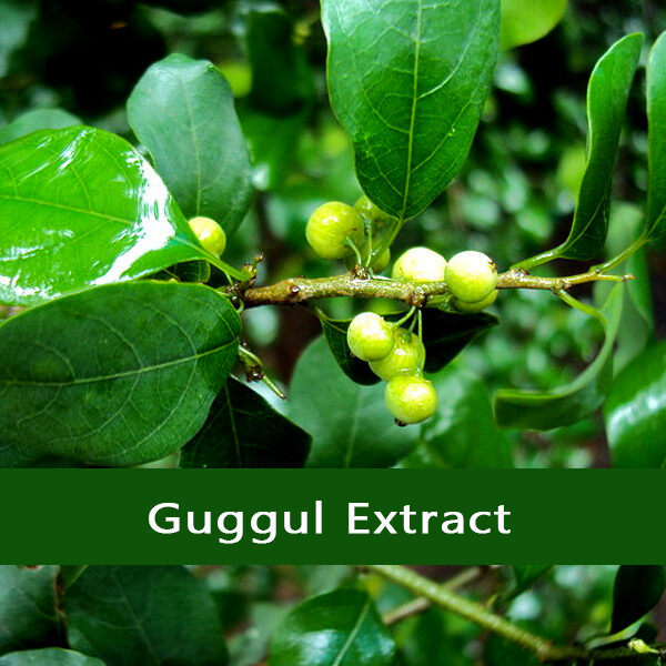 Guggul Extract - Vriksha Life Sciences Guggul-Extract