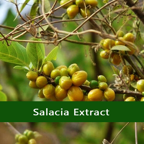 Salacia Extract - Vriksha Life Sciences Salacia-Extract